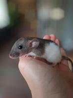 Dwergratjes rittens, Rat, Mannelijk, Juli, Tam