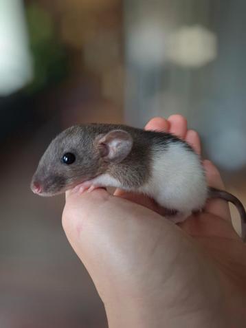 Dwergratjes rittens beschikbaar voor biedingen