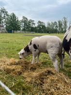 Ramlam, Mannelijk, Schaap