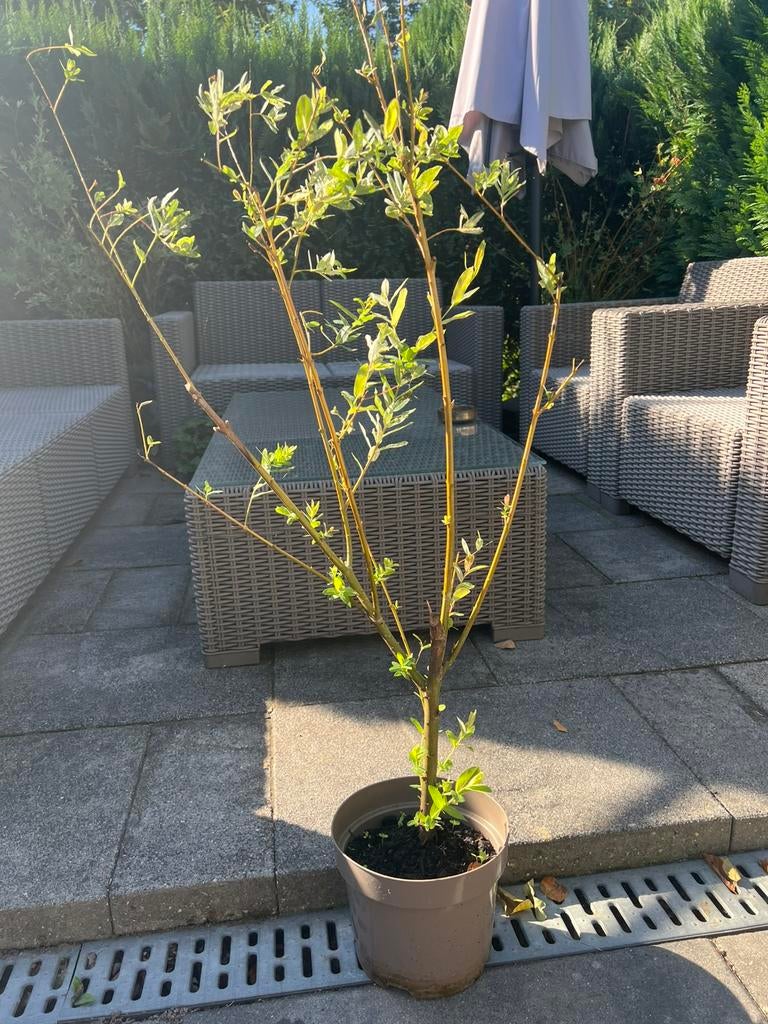 Salix Integra, Ophalen of Verzenden, Lente, Volle zon, Overige soorten