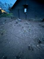 Cereopsis ganzen, Dieren en Toebehoren, Pluimvee