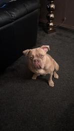American Bully, Dieren en Toebehoren, Rabiës (hondsdolheid), Reu, 1 tot 2 jaar, Bulldog