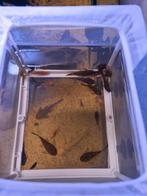 Algeneters, Dieren en Toebehoren