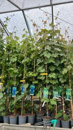 Blauwe en witte druif 175/250 cm lang, Ophalen, Zomer, Klimplanten