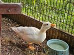 Kwakertje, Dieren en Toebehoren, Pluimvee, Eend