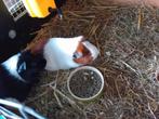 Cavia te koop, Meerdere dieren, Cavia, Na 1 juli 2024, Tam