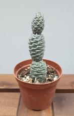 Tephrocactus diadematus | Ø8,5cm H14cm, Ophalen of Verzenden, Cactus, Minder dan 100 cm