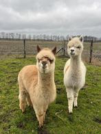 2 mooie alpaca merries!, Dieren en Toebehoren, Schapen, Geiten en Varkens, Vrouwelijk, 0 tot 2 jaar