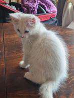 RagCoon kittens, Dieren en Toebehoren, Katten en Kittens | Raskatten | Langhaar, Meerdere dieren, Ontwormd