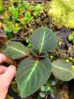 Corytoplectus speciosus  Ecuador Gesneriaceae terrariumplant, Ophalen of Verzenden, Overige soorten, Minder dan 100 cm