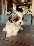 Shih-tzu pups ️, Dieren en Toebehoren, Honden | Chihuahua's en Gezelschapshonden, Rabiës (hondsdolheid), Overige rassen, 8 tot 15 weken