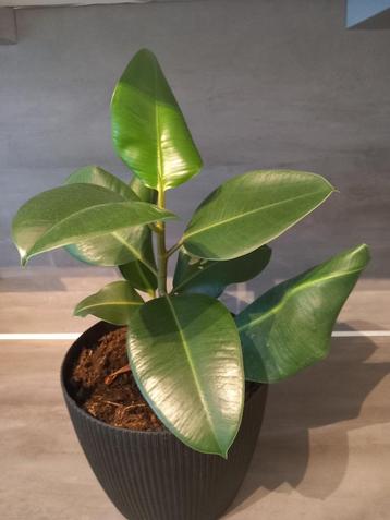 Rubberplant Fiscus Elastica Robusta Stekje beschikbaar voor biedingen