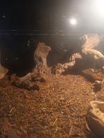 gerrhosaurus major (Soedanese reuze schildhagedis), Dieren en Toebehoren, Reptielen en Amfibieën, Hagedis, 3 tot 6 jaar