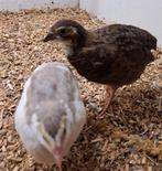 Japanse kwartels, Dieren en Toebehoren, Meerdere dieren, Overige soorten