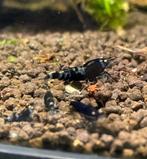 Camouflage Orange Eyes garnalen | Caridina Shrimps | OE, Dieren en Toebehoren, Vissen | Aquariumvissen, Zoetwatervis, Kreeft, Krab of Garnaal