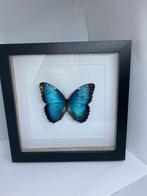 vlinder Morpho Peleides, Ophalen of Verzenden, Nieuw, Insect, Opgezet dier
