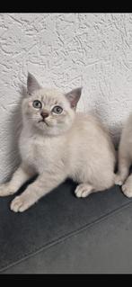 Britse Korthaar Kittens, Dieren en Toebehoren, Katten en Kittens | Raskatten | Korthaar, Meerdere dieren