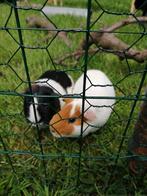 Dieren oppas/ vakantieopvang, Ophalen, Nieuw, Verzorging