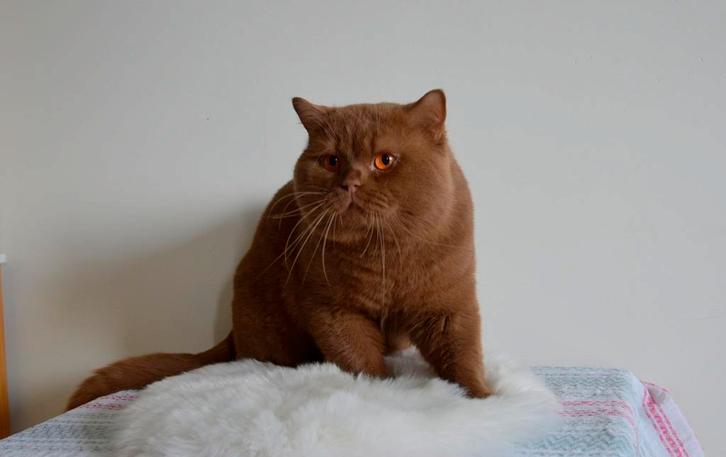 Britse korthaar cinnamon dekkater, NIET TE KOOP, Dieren en Toebehoren, Katten en Kittens | Dekkaters
