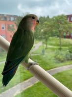 Prachtige Lieve  Agapornis Dwergpapegaai Eventueel met kooi!, Meerdere dieren, Dwergpapegaai of Agapornis, Tam