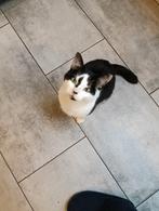 Leuke poes gratis op te halen, Poes