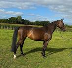 Knappe 10 jarige KWPN allround merrie te koop, Dieren en Toebehoren, Paarden, Merrie, Springpaard, Gechipt, L