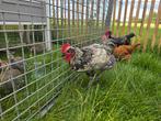 2 jonge blue de lande hanen, Mannelijk, Kip