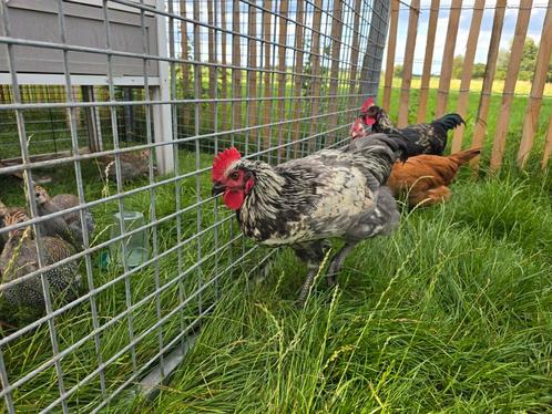 2 jonge blue de lande hanen, Dieren en Toebehoren, Pluimvee, Kip, Mannelijk