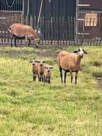 Barbados black belly ruischaap, Dieren en Toebehoren, Meerdere dieren, Schaap