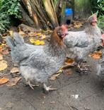 Mooie jonge marans kippen, Dieren en Toebehoren, Pluimvee, Meerdere dieren, Kip