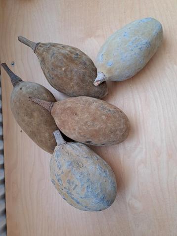 Bao bab sierfruit beschikbaar voor biedingen
