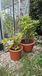 Twee blauwe bessen planten in pot, Tuin en Terras, Ophalen, Minder dan 100 cm, Lente, Overige soorten