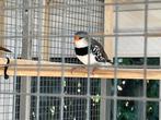 Diamantvink pop; wildkleur oranjestuit, Vrouwelijk, Tropenvogel