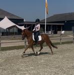 New Forest belofte, Dieren en Toebehoren, Merrie, B, Gechipt, 3 tot 6 jaar