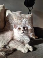 Maine Coon katertje met stamboom, Dieren en Toebehoren, Meerdere dieren, Gechipt, 0 tot 2 jaar