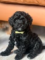 Mini Australian labradoodle teefje mag bijna weg!!, Overige rassen, CDV (hondenziekte), 8 tot 15 weken, Meerdere