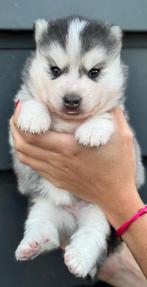 POMSKYNEDERLAND - PUPS BESCHIKBAAR, Dieren en Toebehoren, Honden | Niet-rashonden, Nederland, CDV (hondenziekte), 8 tot 15 weken