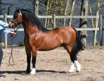 Schitterende Welsh sectie A hengst, Dieren en Toebehoren, Pony's, Gechipt, Hengst, A pony (tot 1.17m), 3 tot 6 jaar
