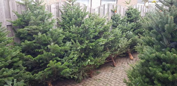 Kerstbomen Blauwspar, Nordmann, Fraserspar en Fijnspar, Tuin en Terras, Planten | Tuinplanten, Vaste plant, Overige soorten, Volle zon
