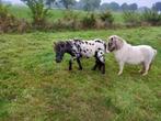 Appalosa hengst, Merrie