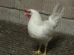 Witte leghennen te koop, Dieren en Toebehoren, Pluimvee, Vrouwelijk, Kip