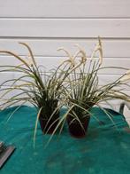 kunst planten 2 stuks fejka, Ophalen of Verzenden, 'T Olde Gre-j, Info@toldegrej.nl, Endepoelstraat 20f Didam