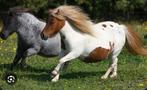 Gezocht Mini of shetlander spullen, Dieren en Toebehoren, Paarden en Pony's | Overige Paardenspullen, Gebruikt, Ophalen of Verzenden