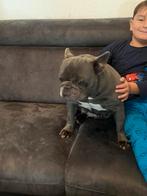 Franse bulldog, 6 jaar of ouder, CDV (hondenziekte), Teef, Bulldog