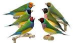 goulds, Dieren en Toebehoren, Vogels | Overige Vogels, Meerdere dieren, Tropenvogel, Geringd