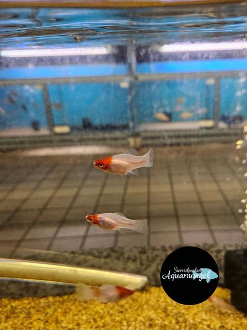 Kohaku Tancho highfin lyretail zwaarddrager, Dieren en Toebehoren, Vissen | Aquariumvissen, Zoetwatervis, Vis