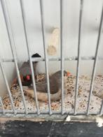 3 koppels charcoal zebravinken, Dieren en Toebehoren, Vogels | Overige Vogels, Meerdere dieren, Tropenvogel