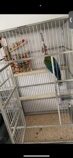 Papegaaienkooi, grote papegaaien kooi, Cors Parrotfarm kooi, Dieren en Toebehoren, Mannelijk, Papegaai, Tam