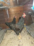 Dubbel gezoomde Barnevelder haan goudkleurig., Dieren en Toebehoren, Pluimvee, Mannelijk, Kip