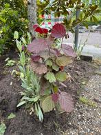 Hazelaar nu nog een mooi formaat om eruit te scheppen, Tuin en Terras, Planten | Struiken en Hagen, Ophalen of Verzenden, Overige soorten